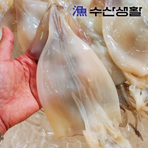 [한정특가] [수산생활] 23년 10월 어획된 손질 오징어 500g (5~7미) (업체별도 무료배송)