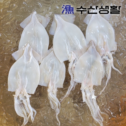 [한정특가] [수산생활] 23년 10월 어획된 손질 오징어 500g (5~7미) (업체별도 무료배송)
