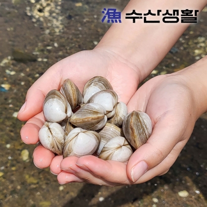[수산생활] 국내산 고창 동죽 1kg (100미 내외) (업체별도 무료배송)