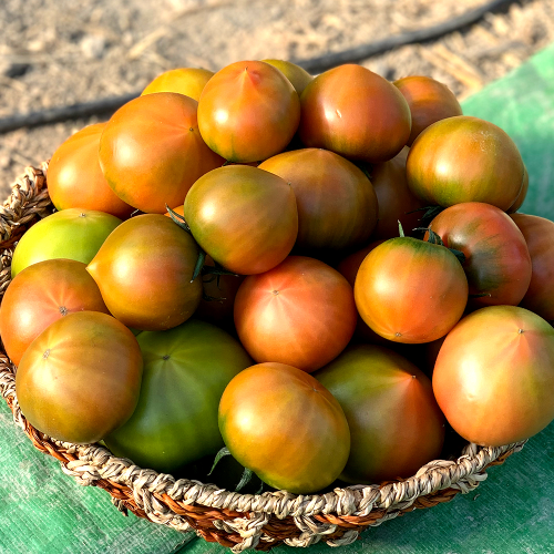 새벽에만 수확하는 농협 대저 짭짤이 토마토 2.5kg (업체별도 무료배송)