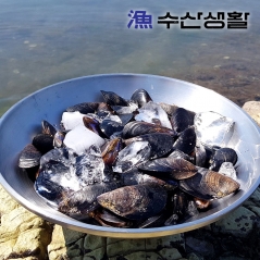 [수산생활] 국내산 남해안 3차 고압세척한 다듬이홍합 1kg~5kg (업체별도 무료배송)