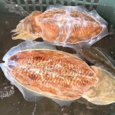 [산지직송] 당일조업 남해 갑오징어 생물/특대 1kg(2-3미) (업체별도 무료배송)