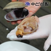 [수산생활] 압도적인 크기의 자연산 활 개조개 1kg (업체별도 무료배송)