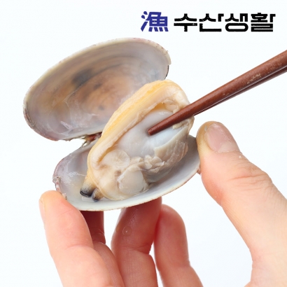 [수산생활] 쫄깃한 거제도 자연산 활 바지락 1kg (업체별도 무료배송)