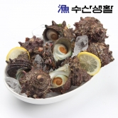 [수산생활] 씹는 맛이 일품인 자연산 활 뿔소라 1kg (업체별도 무료배송)