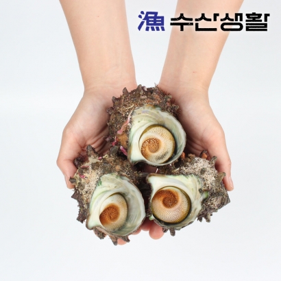[수산생활] 씹는 맛이 일품인 자연산 활 뿔소라 1kg (업체별도 무료배송)